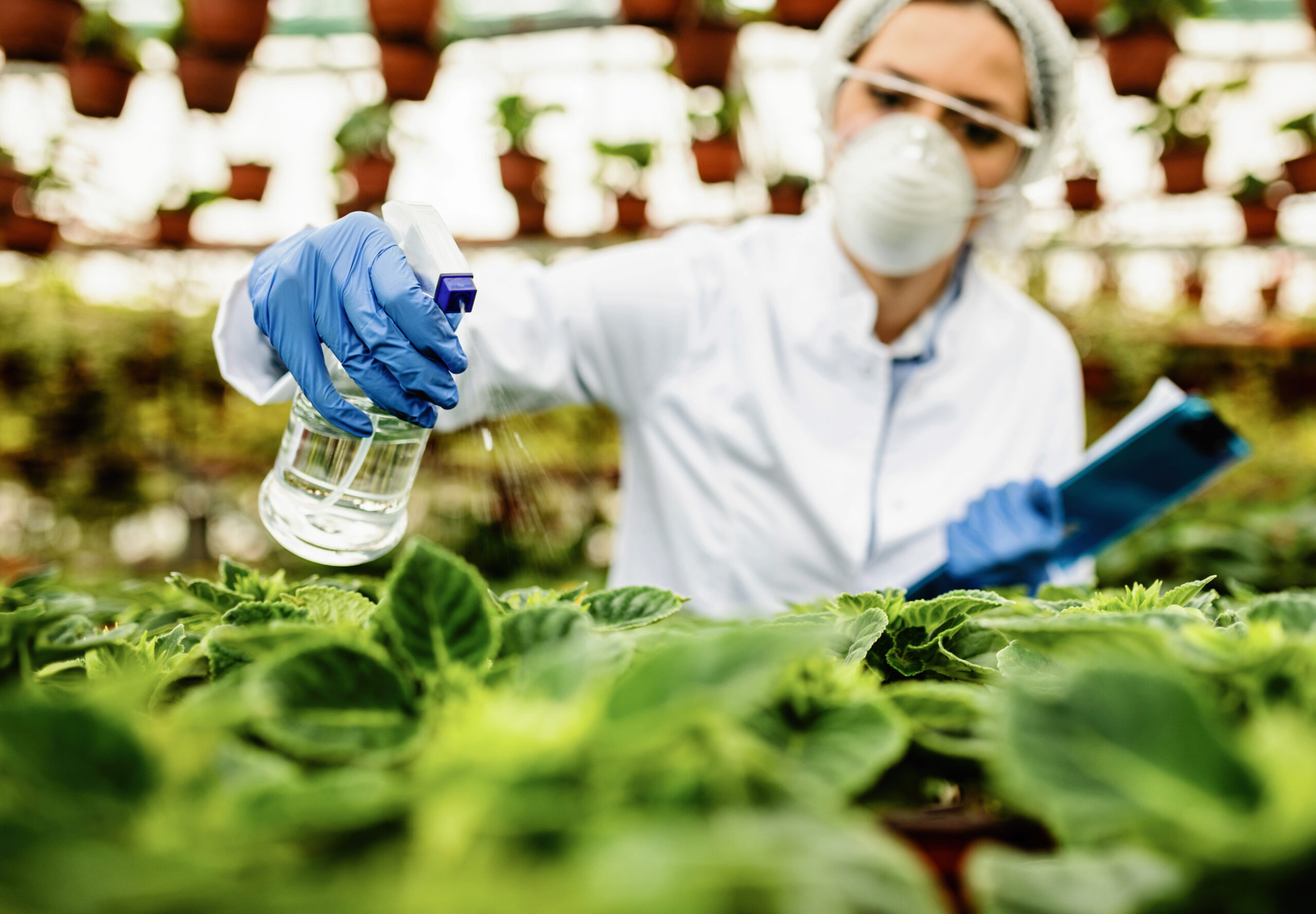 Close-up of scientist using spray bottle and nourishing plants in a greenhouse.